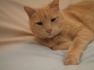 Intense Ziggy (640x480)